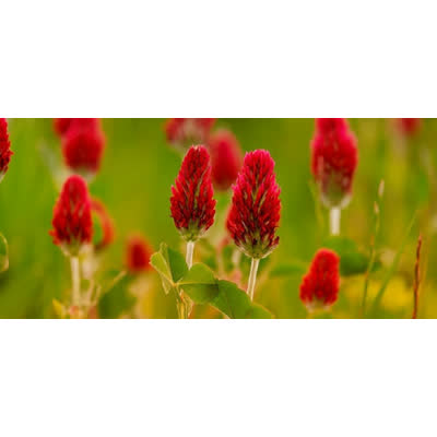 TRÈFLE ROUGE